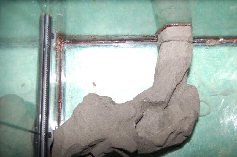 Ribbon Snake Viv Build Reptile Forums